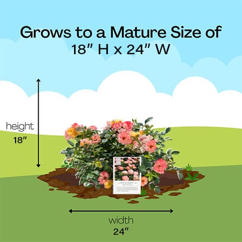 The Peach Drift® Rose Plant with Vibrant Peach Flowers (2 Gallon) - Image 9
