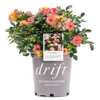 rose出品 The Peach Drift® Rose Plant with Vibrant Peach Flowers (2 Gallon