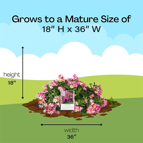 The Pink Drift® Rose Plant with Vibrant Pink Blooms (2 Gallon) - Image 8