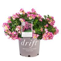 The Pink Drift® Rose Plant with Vibrant Pink Blooms (2 Gallon