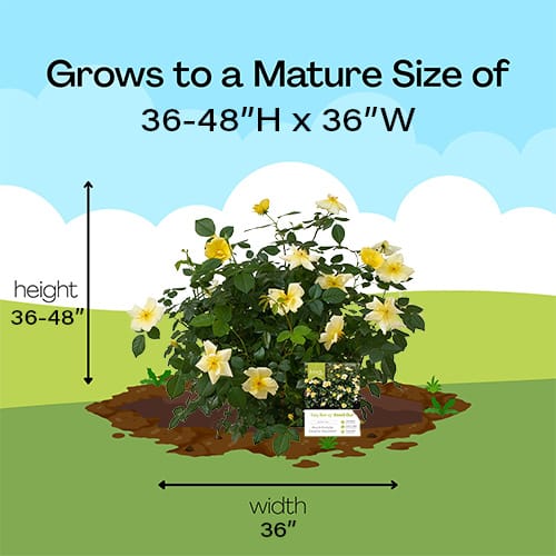 The Easy Bee-zy Knock Out® Rose Plant with Bright Yellow Blooms - Image 10