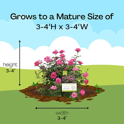 The Pink Double Knock Out® Rose Plant with Bright Bubblegum Pink Blooms - Image 9