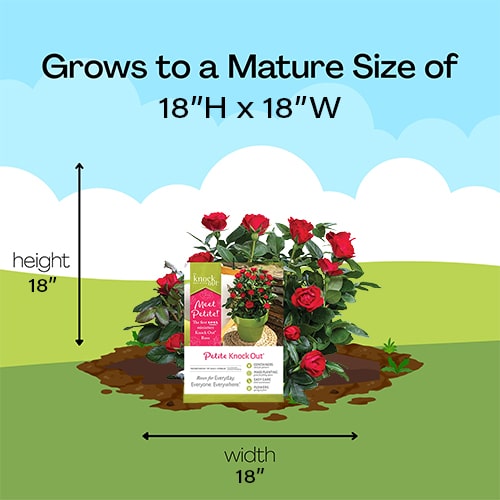 The Petite Knock Out® Rose with Fire Engine, Non Fading Blooms (10in. Decorative Pot) - Image 10