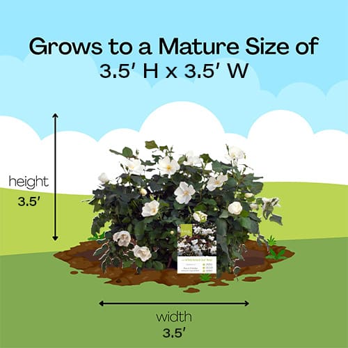 The White Knock Out® Rose Plant with Pure White Blooms - Image 10