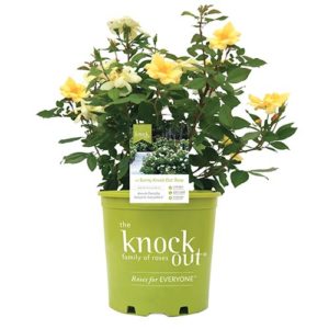 Knock Out Sunny Rose Plant with Bright Yellow Blooms