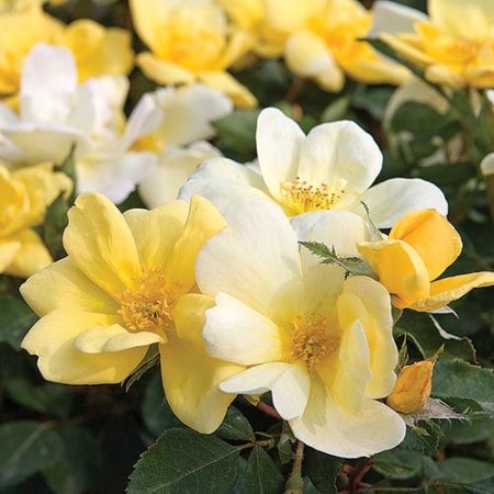 Knock Out Sunny Rose Plant with Bright Yellow Blooms