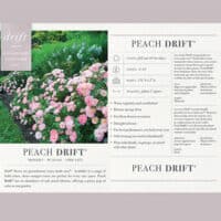 rose出品 The Peach Drift® Rose Plant with Vibrant Peach Flowers (2 Gallon