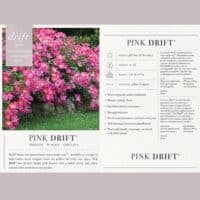 ローズページ The Pink Drift® Rose Plant with Vibrant Pink Blooms (2 Gallon