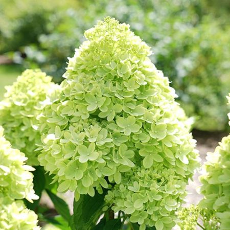 Proven Winner Hydrangea Limelight