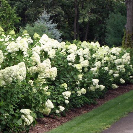 Proven Winner Hydrangea Limelight