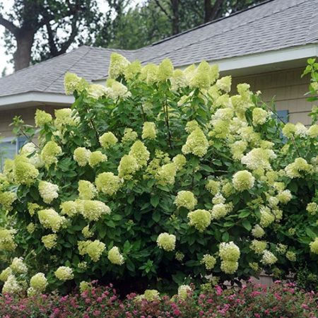 Proven Winner Hydrangea Limelight