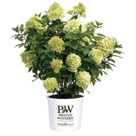 Proven Winner Hydrangea Limelight