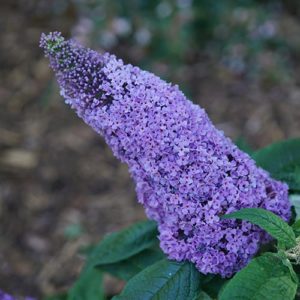 Proven Winner Duddeia Pugster Amethyst