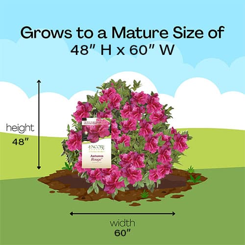 Encore Azalea Autumn Rouge Shrub - Image 7