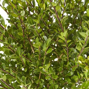 Compacta Holly