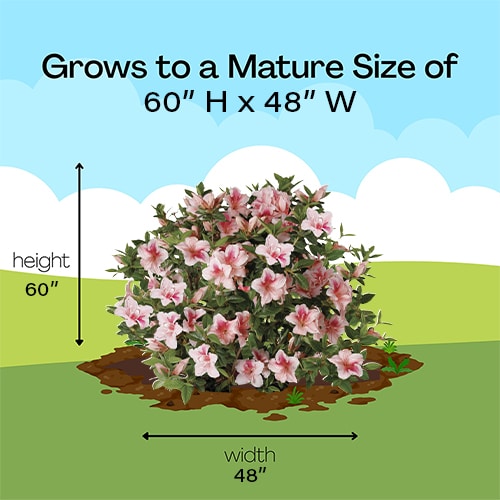 Encore Azalea Autumn Belle Shrub - Image 9