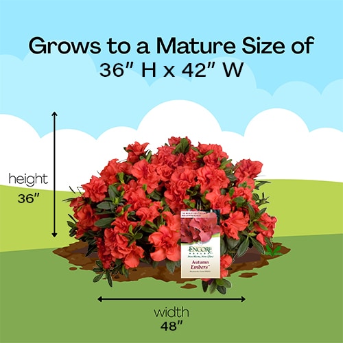 Encore Azalea Autumn Embers Shrub - Image 8