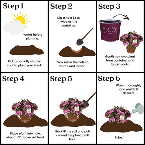 Encore Azalea Autumn Sangria Shrub - 1 Gallon Container With Large Pink Blooms