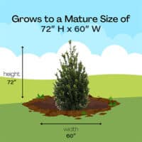 Steeds Upright Japanese Holly (Ilex) Shrub – Plants Direct To You