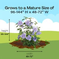Proven Winners Blue Chiffon Hibiscus Shrub – Plants Direct To You
