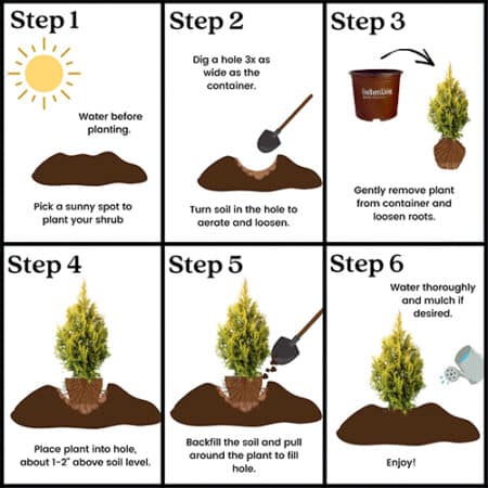 Southern Living Plant Collection Forever Goldy Arborvitae Shrub (2 Gallon) - Image 6