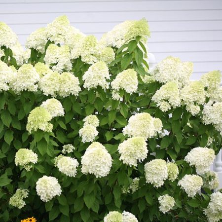 Proven Winner Hydrangea Limelight