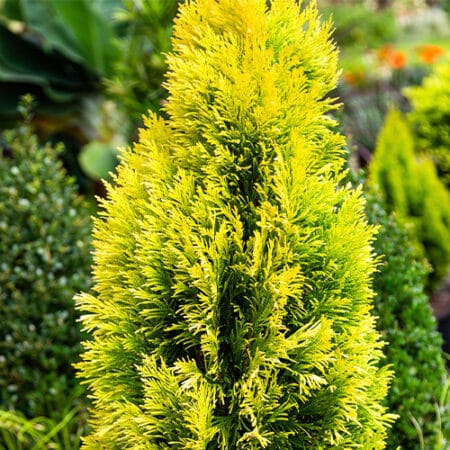 Southern Living Plant Collection Forever Goldy Arborvitae Shrub (2 Gallon) - Image 3