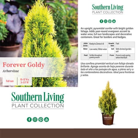 Southern Living Plant Collection Forever Goldy Arborvitae Shrub (2 Gallon) - Image 4