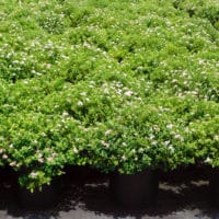 Little Princess Spirea Shrub 2.25 Gallon - Image 3