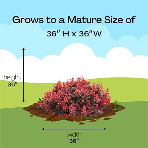 Proven Winners Barberry Sunjoy Mini Maroon Shrub (2 Gallon) - Image 8