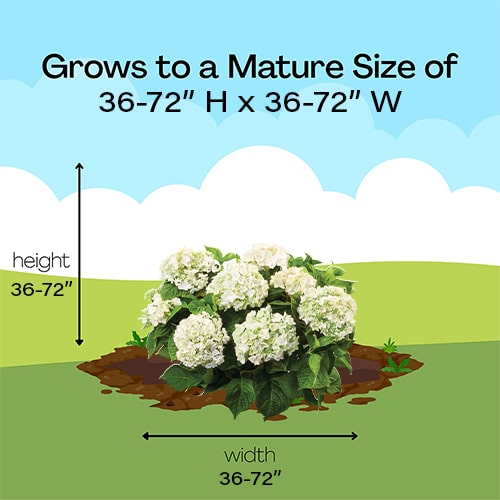 Endless Summer Hydrangea Blushing Bride Shrub 2 Gallon - Image 12