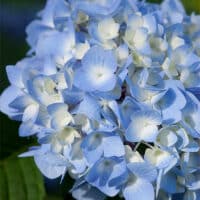 Endless Summer Hydrangea Original Shrub - Image 2
