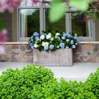 Endless Summer Hydrangea Original Shrub - Image 6