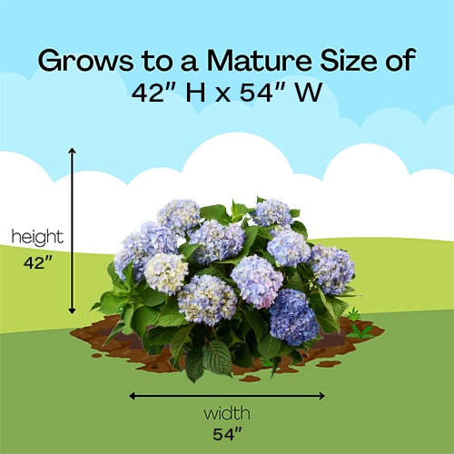 Endless Summer Hydrangea Original Shrub - Image 10