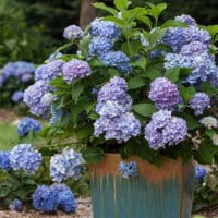 Endless Summer Hydrangea Original Shrub - Image 5