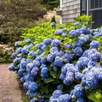 Endless Summer Hydrangea Original Shrub - Image 3