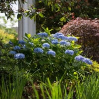 Endless Summer Hydrangea Original Shrub - Image 4