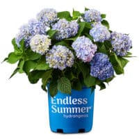 Endless Summer Hydrangea Original Shrub