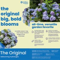 Endless Summer Hydrangea Original Shrub - Image 7