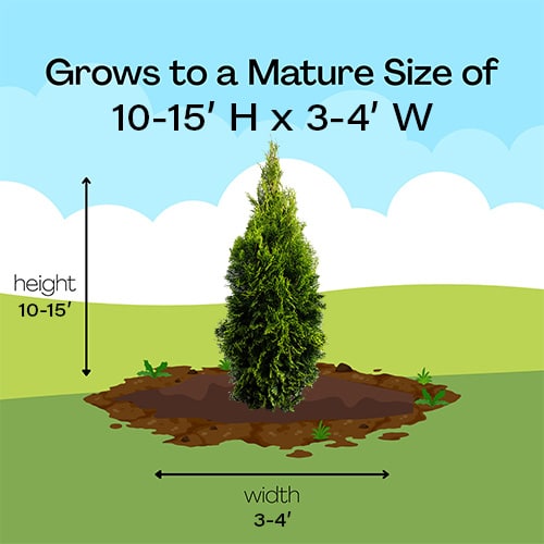 Emerald Green Arborvitae Shrub 1 Gallon - Image 6