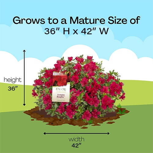 Encore Azalea Autumn Bonfire Shrub - Image 9