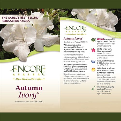 Encore Azalea Autumn Ivory Shrub - Image 5