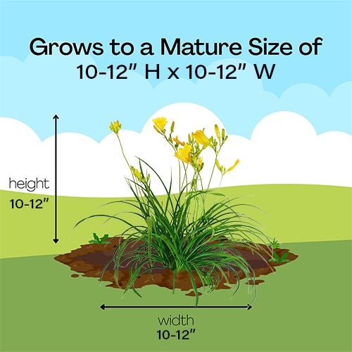 Southern Living Plant Collection Evergreen Stella Daylily Perennial Plant (1 Gallon) - Image 8