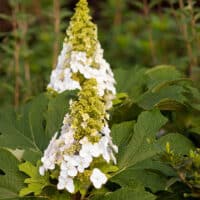 FIRST EDITIONS Hydrangea Jetstream Shrub (2 Gallon) – Plants