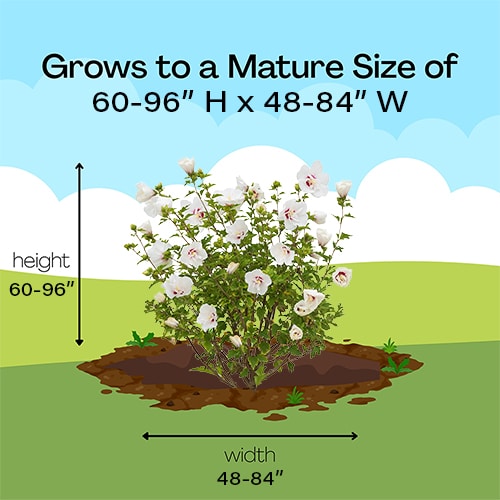 FIRST EDITIONS Hibiscus Bali Shrub (2 Gallon) - Image 8