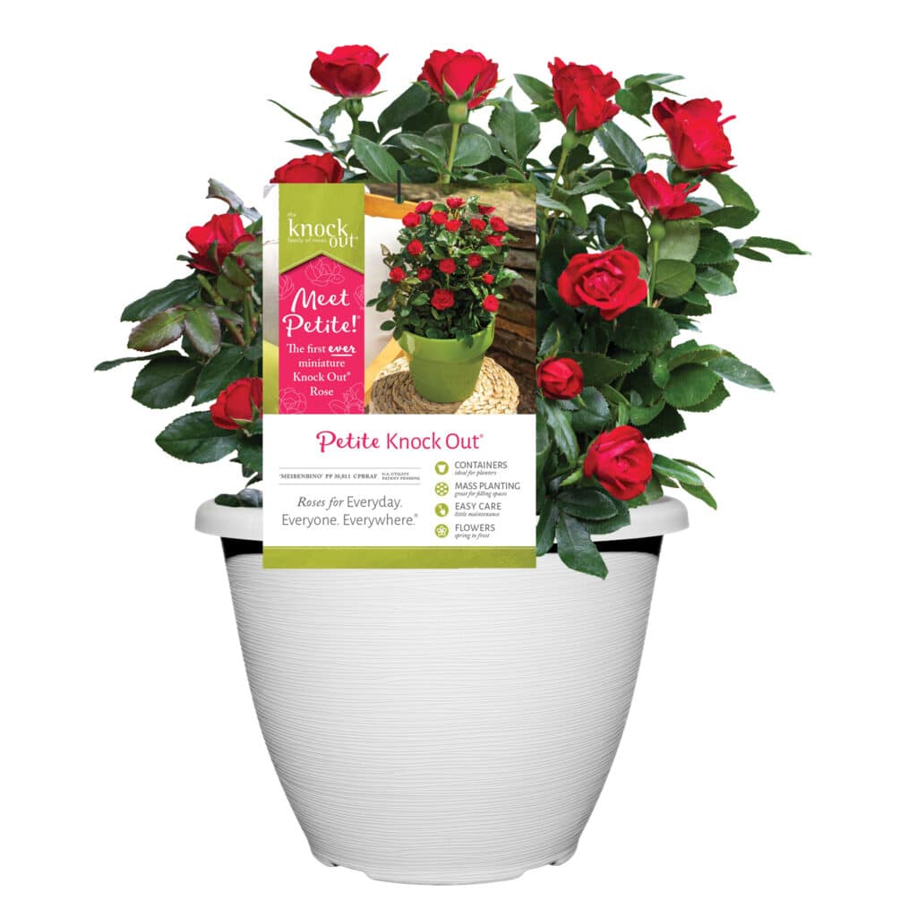 Knock Out Roses – Plants Direct To You