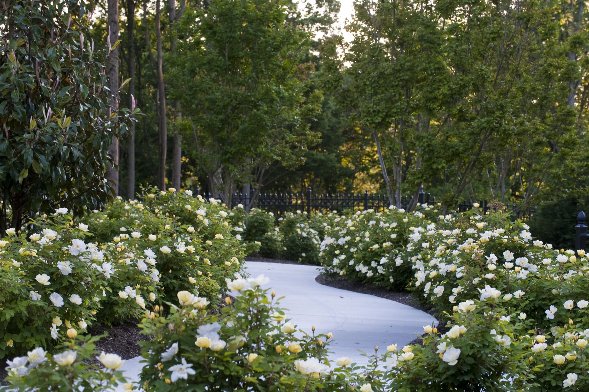 The Sunny Knock Out® Rose Plant with Bright Yellow Blooms Plants