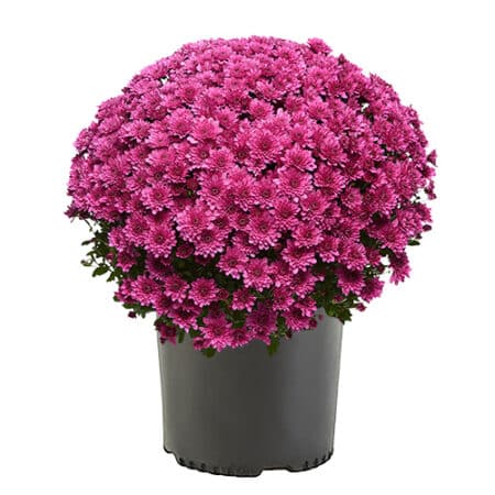 Chrysanthemum Purple (Mum) Plant 3 Quart