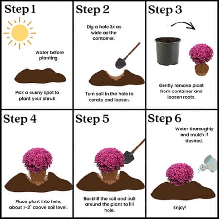 Chrysanthemum Purple (Mum) Plant 3 Quart - Image 5