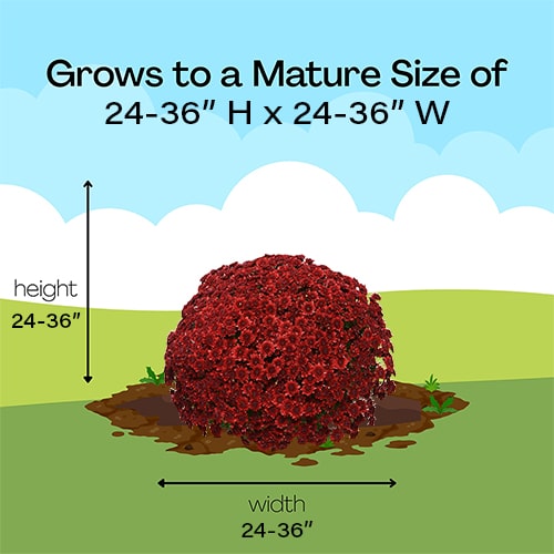 Chrysanthemum Red (Mum) Plant 3 Quart - Image 6